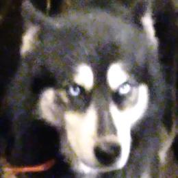 Galaxy  - Siberian Husky
