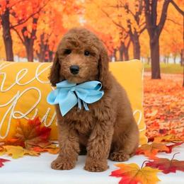 Millie Mae's Light Blue Boy - Red  male Goldendoodle puppy in Kountze, Texas from Texas Doodles LLC