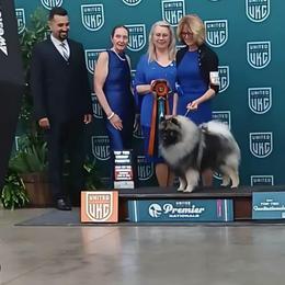 Keeshond puppies from Markwright Keeshond