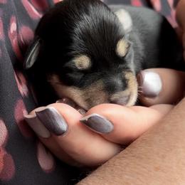 Lucy - Black and silver female Miniature Schnauzer puppy in Hull, Georgia from Ardent Miniature Schnauzers of Athens