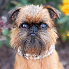 Brussels Griffons from Oltann Griffons