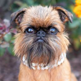 Brussels Griffons from Oltann Griffons