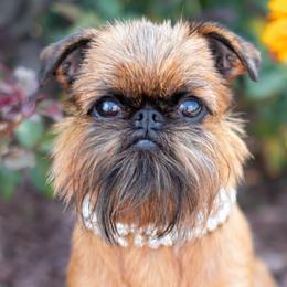Brussels Griffons from Oltann Griffons