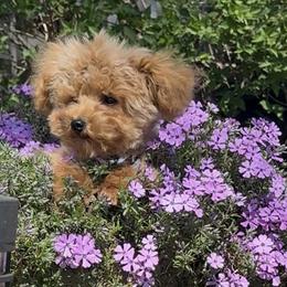 AKC CHAMPAGNE BENTLEY - Red  male Poodle puppy in Taylorsville, North Carolina from SilverLining highlands and hounds