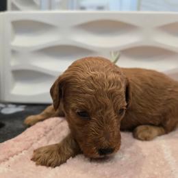 Lily - Red  female Poodle puppy in Wilmington, Delaware from Imperial Poodles LLC