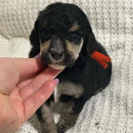 Creed - Phantom male Poodle puppy in Travelers Rest, South Carolina from Cotton Top