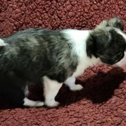 Chihuahuas and Maltese from Lonesome Dove pocket puppies