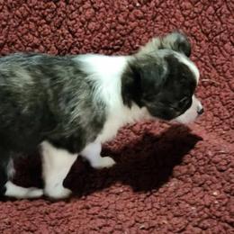 Chihuahuas and Maltese from Lonesome Dove pocket puppies