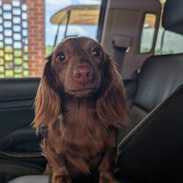 Daisy - Dachshund