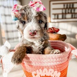 Charm - Merle female Goldendoodle puppy in Mountain Home, Idaho from MightyDoods