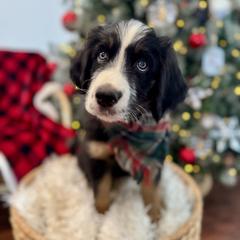 Assorted Doodle Crosses, Aussiedoodle, Australian Mountain Doodle, and Miniature Australian Shepherd Puppies from Aspen Mountain Doodles LLC
