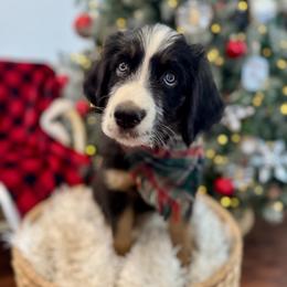 Assorted Doodle Crosses, Aussiedoodle, Australian Mountain Doodle, and Miniature Australian Shepherd Puppies from Aspen Mountain Doodles LLC