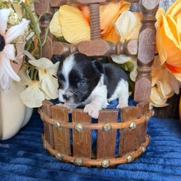 Fancy - Parti female Yorkshire Terrier puppy in Howe, Oklahoma from Ray Holder