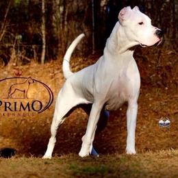 Cashmere - White female Dogo Argentino puppy in Powder Springs, Georgia from Primo Kennels
