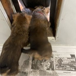 Australian Terrier Puppies from Firewalker Australian Terriers