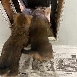 Australian Terrier Puppies from Firewalker Australian Terriers