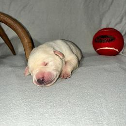 Boy 2 no collar - Yellow male Labrador Retriever puppy in Arlington, Washington from Stout's Hunting Labs and trsbullies