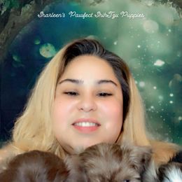 Shih Tzu Puppies from Sharleen's Paw-fect Shih Tzus