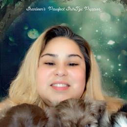 Shih Tzu Puppies from Sharleen's Paw-fect Shih Tzus