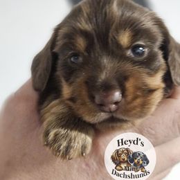 Patriot - Chocolate and tan male Dachshund puppy in Hoquiam, Washington from Heyd's Mini Dachshunds