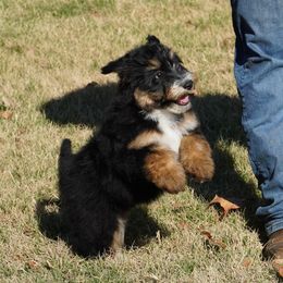 Black Tri Female - Black tri-color female Aussiedoodle puppy in Lawton, Oklahoma from Lindsey’s Aussies