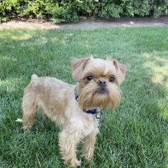 Pal - Brussels Griffon