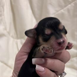 Oreo - Black and cream female Dachshund puppy in Miami, Florida from Maitime Dachshund