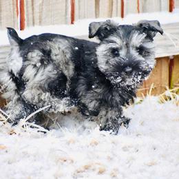 Miniature Schnauzer Puppies from Fraizer Farms