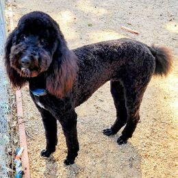 Gidget - Poodle