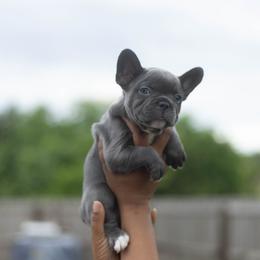 Sarabi - Blue female French Bulldog puppy in Austin, Texas from Ward's Frenchies 2 Yours