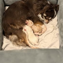 Frankie x Dixie Girl - Chocolate blue female Chihuahua puppy in Lindenwold, New Jersey from Jersey’s Tiny Tails Chihuahuas