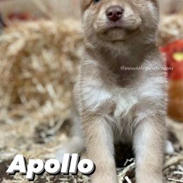 Pomeranian, Pomsky, and Siberian Husky Puppies from Mount Hope Siberians