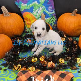Longcoat boy - White and black male Dalmatian puppy in Conrath, Wisconsin from JSF Dalmatians LLC