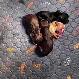 Rain - Orange and white female English Cocker Spaniel puppy in Elko, Georgia from HillTop Brittany Kennel