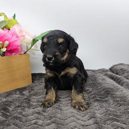 Periwinkle - Phantom female Bernedoodle puppy in Granton, Wisconsin from Rose River Farms
