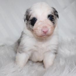 Wish - Black and white male Border Collie puppy in Cedartown, Georgia from Ferguson Border Collies