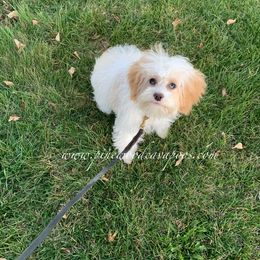 Cavapoo Puppies from Pinewood Cavapoos