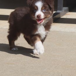 Blue-Eyed Red Tri Male - Red tri Toy Australian Shepherd puppy in Leighton, Alabama from Isbell Land & Livestock, LLC