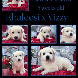 Blueberry Boy - White male German Shepherd puppy in Apache Junction, Arizona from CS Vista Farms