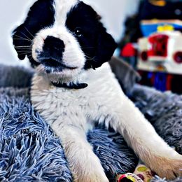 Saint Bernard Puppies from Southern Saints