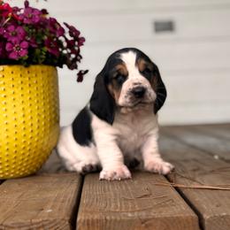 Walt - Black white and brown male Basset Hound puppy in Murrayville, Georgia from Maple Farm Bassets
