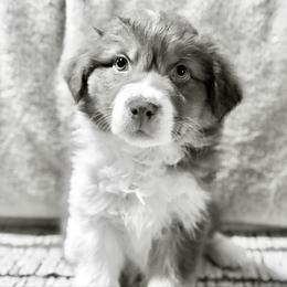 Books - Red tri-color female Australian Shepherd puppy in West Virginia from Mountain Trail Aussies