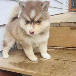 Blaine - Chocolate female Pomsky puppy in Rathdrum, Idaho from Smart Pomskies and Frenchies