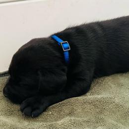 Onyx - Black male Labrador Retriever puppy in Rock Hill, South Carolina from North Star Retrievers