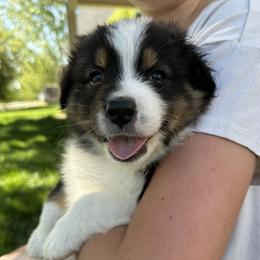 O'Malley - Black tri-color male Australian Shepherd puppy in Star, Idaho from Star Aussies