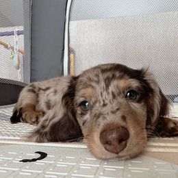 Dachshund Puppies from Dachshundly Perfect