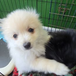 Snowball - White male Pomeranian puppy in Anna, Ohio from Bernings Pomeranians