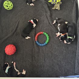 Shay - Black and white male Border Collie puppy in Granby, Massachusetts from Ferry Hill Farm