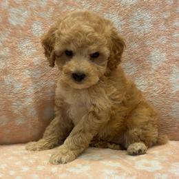 Riley - Apricot male Poodle puppy in Warren, Michigan from Annette Patterson