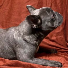 French Bulldogs from FLYING DD RANCH